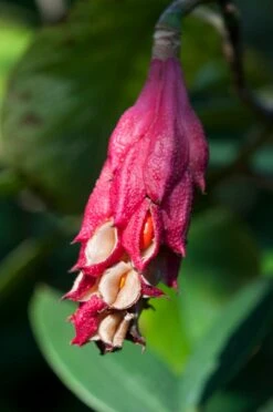 Beverboom (Magnolia Sieboldii) 6 Beverboom (Magnolia Sieboldii) -Groene Boom Winkel vaem09658