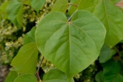 Chinese Judasboom (Cercis Chinensis 'Shirobana') -Groene Boom Winkel vami09100