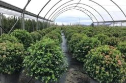 Sneeuwbal Als Bolvorm (Viburnum Tinus 'Eve Price') -Groene Boom Winkel viburnumtinuseveprice