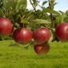 Appelboom (Malus Domestica 'Ingrid Marie') -Groene Boom Winkel vima04441