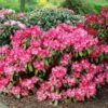 Dwergrhododendron (Rhododendron 'Morgenrot') -Groene Boom Winkel visi08099 1