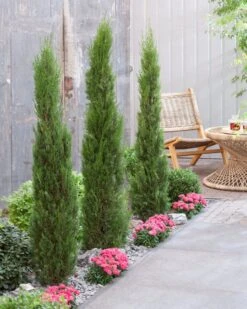 Italiaanse Cypres (Cupressus Sempervirens 'Stricta') -Groene Boom Winkel visi198162 1