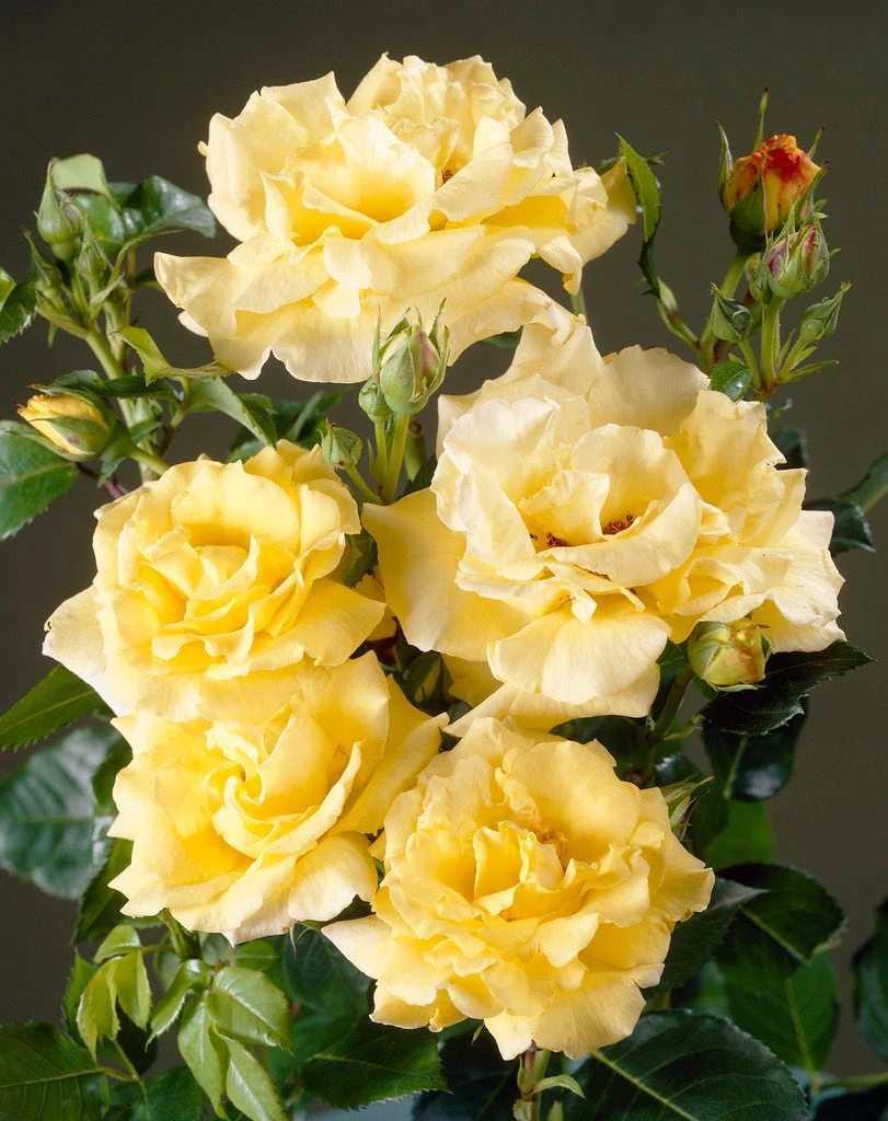 Heesterroos (Rosa 'Lichtkönigin Lucia' ®) 2 Heesterroos (Rosa 'Lichtkönigin Lucia' ®) - Afbeelding 2