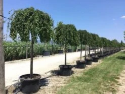 Japanse Treursierkers (Prunus 'White Fountain') -Groene Boom Winkel white fountaine 1