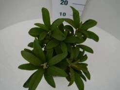 Rhododendron (Rhododendron 'Wilgen's Ruby') 20 Rhododendron (Rhododendron 'Wilgen's Ruby') -Groene Boom Winkel wilgens ruby c2 boven