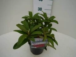 Rhododendron (Rhododendron 'Wilgen's Ruby') 22 Rhododendron (Rhododendron 'Wilgen's Ruby') -Groene Boom Winkel wilgens ruby c2 zij