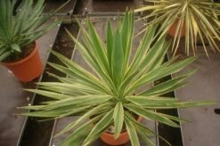 Palmlelie (Yucca Gloriosa 'Variegata') -Groene Boom Winkel yucca gloriosa variegata