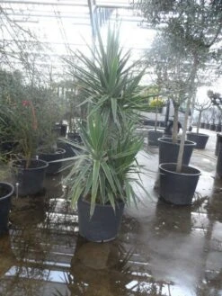 Palmlelie (Yucca Gloriosa 'Variegata') -Groene Boom Winkel yucca gloriosa variegata 175 200