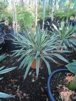 Palmlelie (Yucca Gloriosa 'Variegata') -Groene Boom Winkel yucca gloriosa variegatum c10