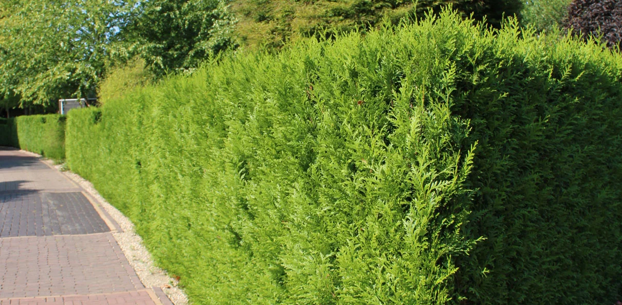 Voorkant -Groene Boom Winkel