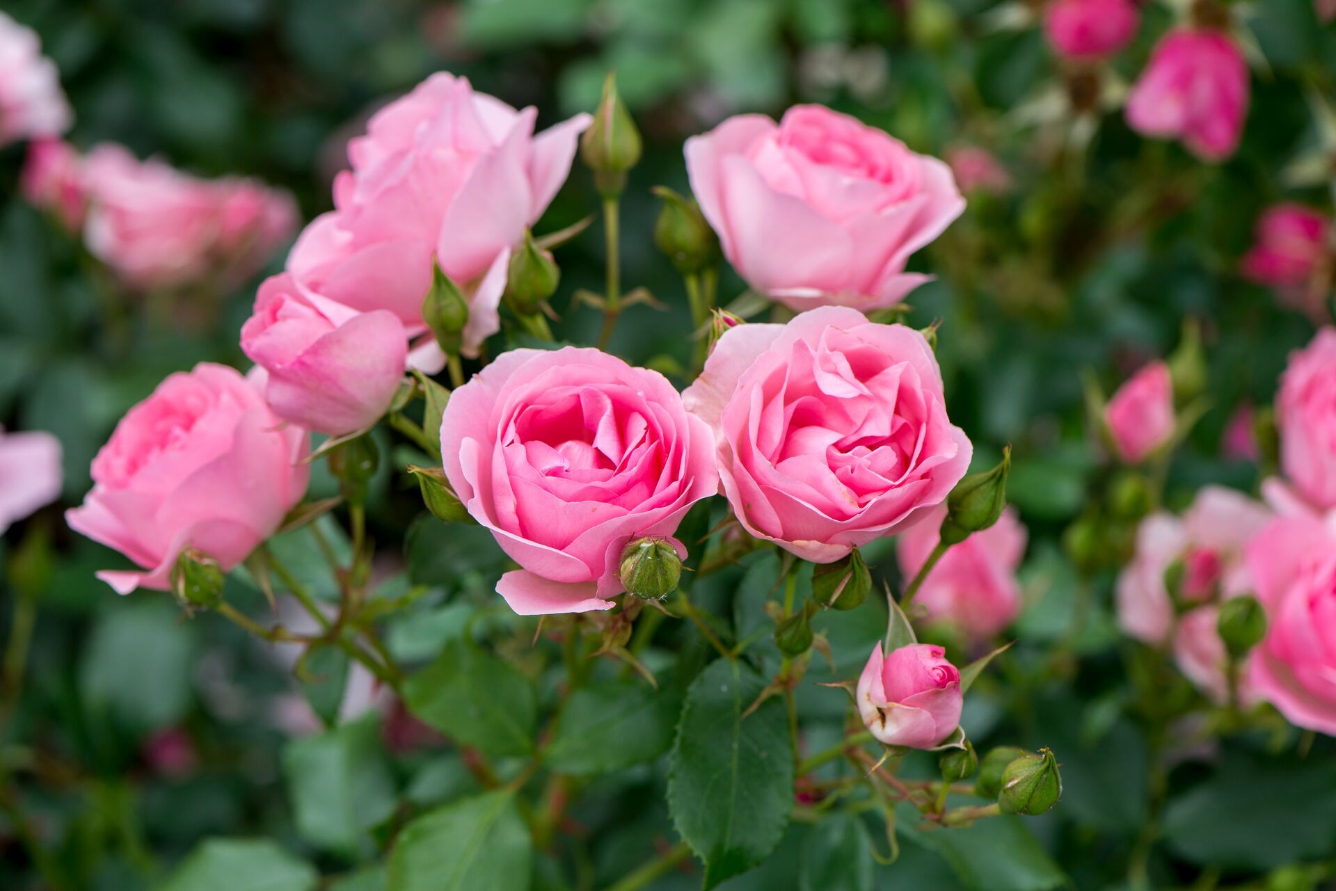 Voorkant -Groene Boom Winkel Large LucVanEsser rozen 9318