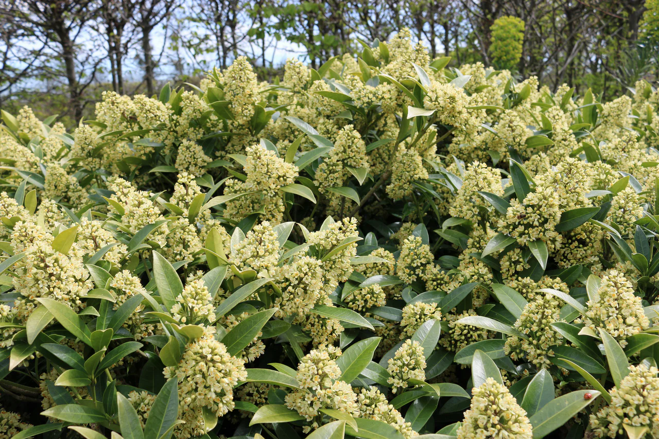Voorkant -Groene Boom Winkel Skimmia confusa Kew Green